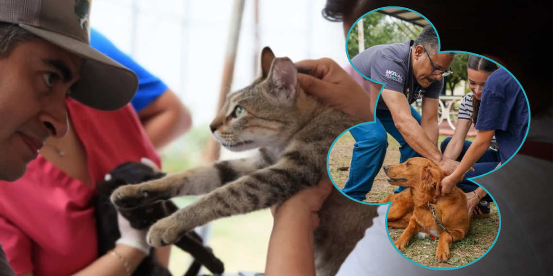 Ofrece municipio de Monterrey Feria del Bienestar Animal - EL INFORMANTE - El INFORMANTE Monterrey Refuerza Acciones De Control Animal Con Feria Del Bienestar Animal