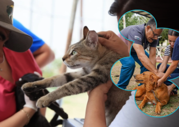 Monterrey Refuerza Acciones De Control Animal Con Feria Del Bienestar Animal