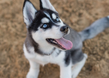 Atropellan Y Arrastran A Perrita Husky En San Nicolás