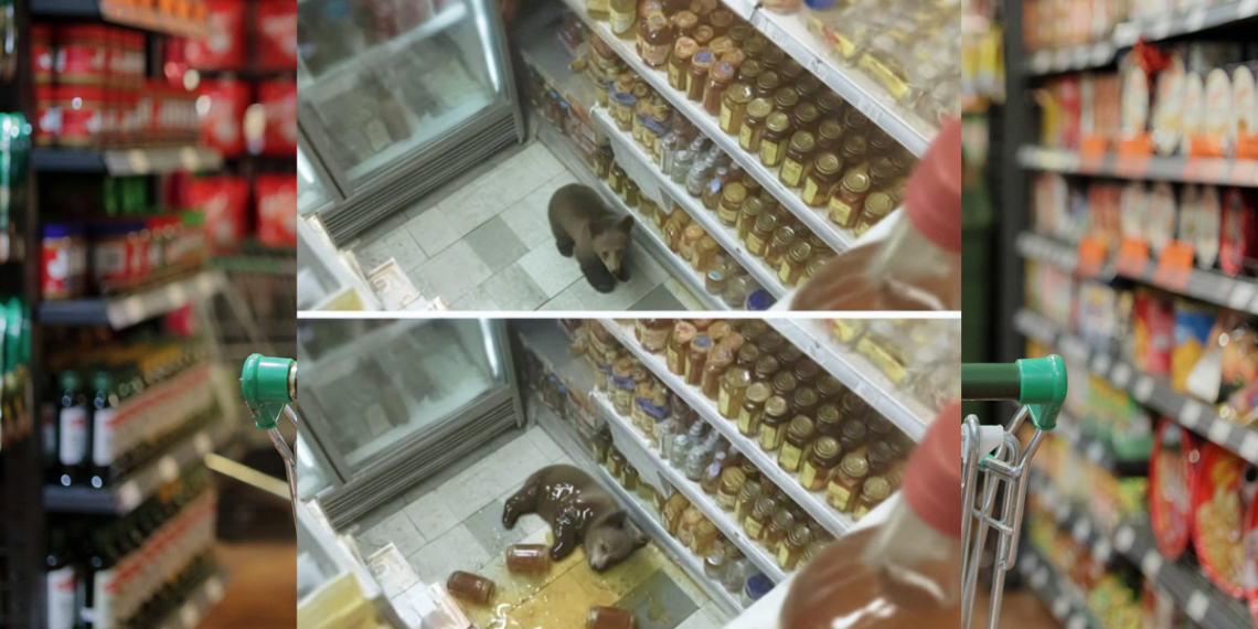 oso come miel - El INFORMANTE Cachorro De Oso Se Desmaya Tras Robar Miel