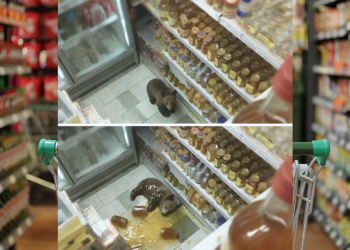 Cachorro De Oso Se Desmaya Tras Robar Miel