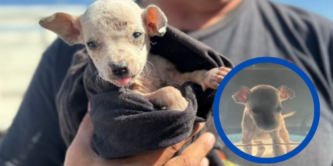 rescatan-a-cachorro-en-escobedo