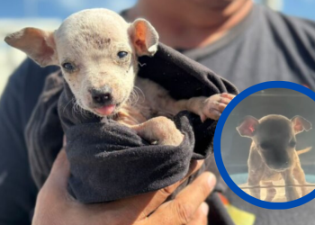 rescatan-a-cachorro-en-escobedo