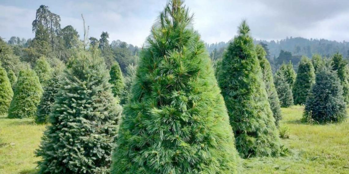 pino-de-navidad-huella-de-carbono-bosques-de-pinos-venta-de-árboles
