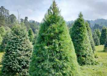 pino-de-navidad-huella-de-carbono-bosques-de-pinos-venta-de-árboles