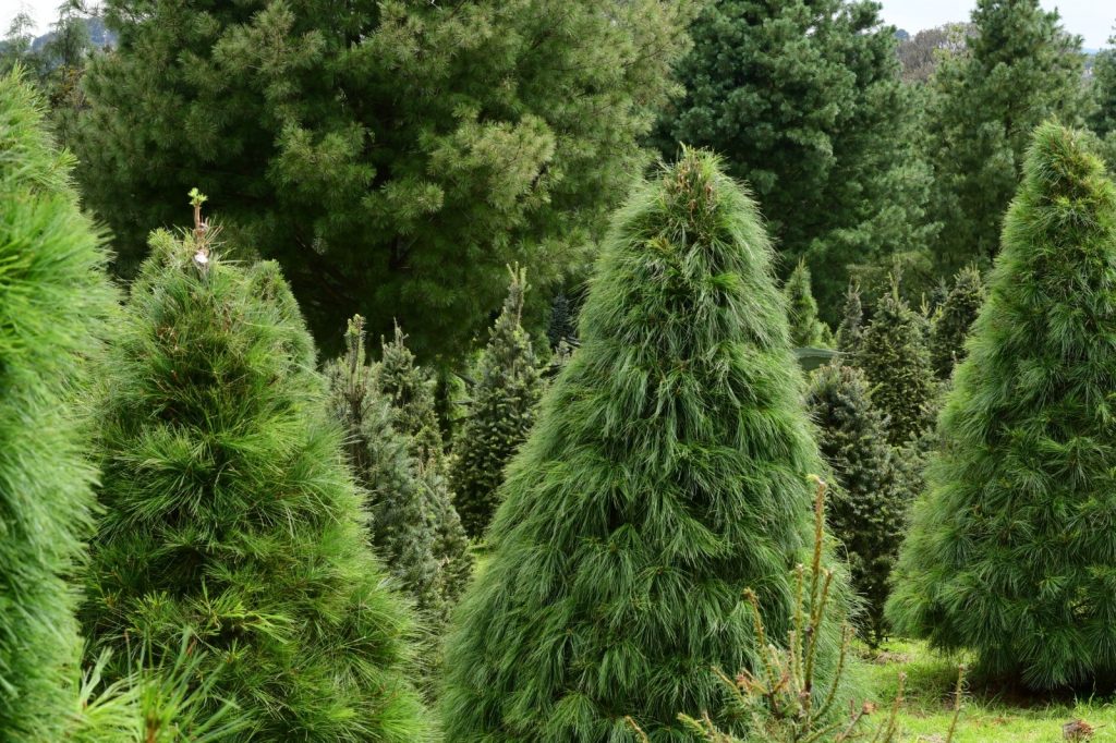 pino-de-navidad-huella-de-carbono-bosques-de-pinos-venta-de-árboles