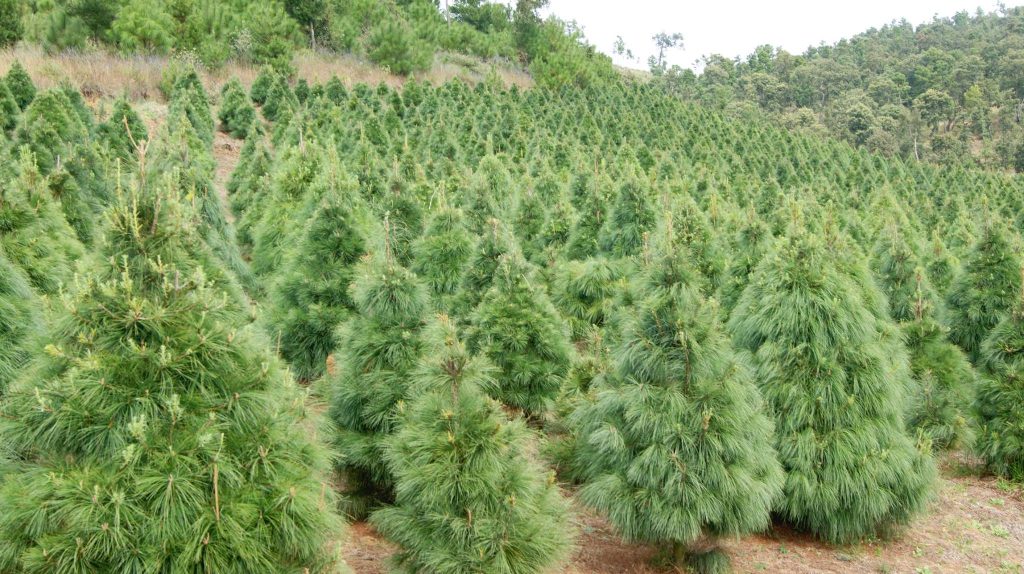 pino-de-navidad-huella-de-carbono-bosques-de-pinos-venta-de-árboles