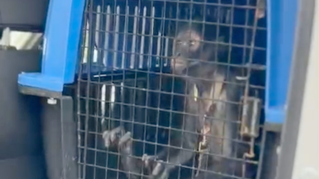 mono-araña-escobedo-nl-protección-animal-fauna-ilegal