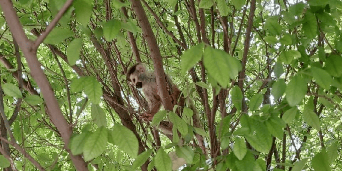 mono-araña-escobedo-nl-protección-animal-fauna-ilegal