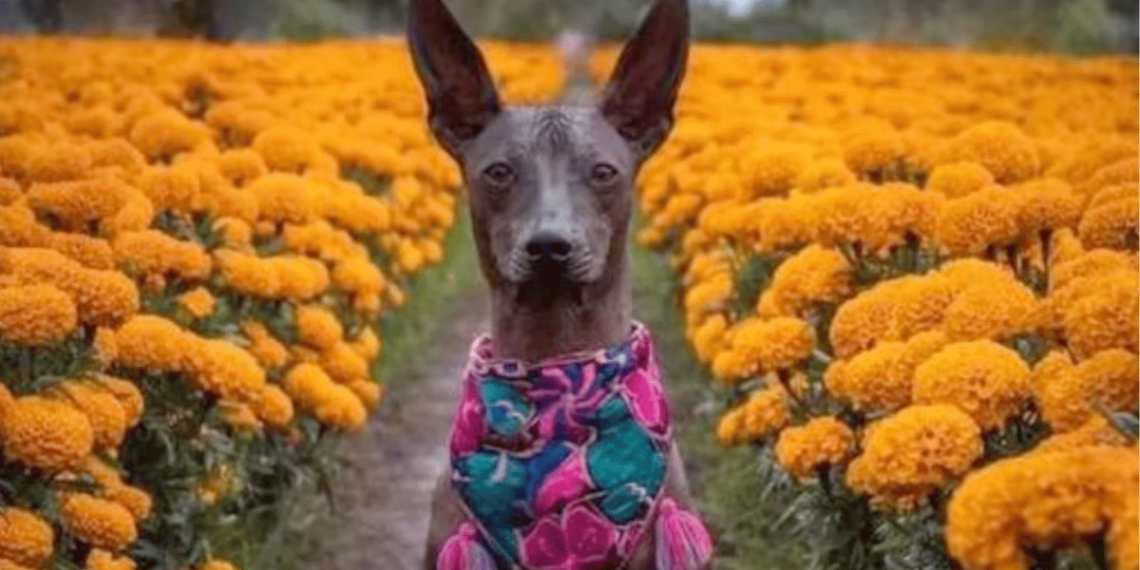 Día Nacional del Xoloitzcuintle en México