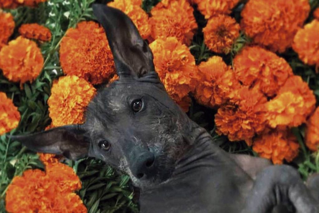 Congreso aprueba el Día Nacional del Xoloitzcuintle en México