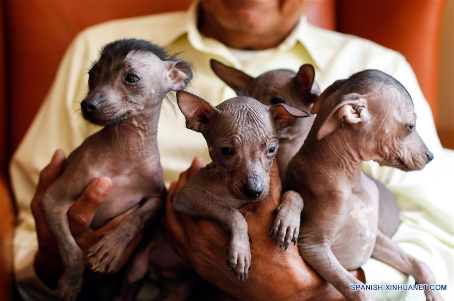 Man in a pale shirt holding four hairless puppies close to his chest in an indoor setting, facing the camera slightly to the left.