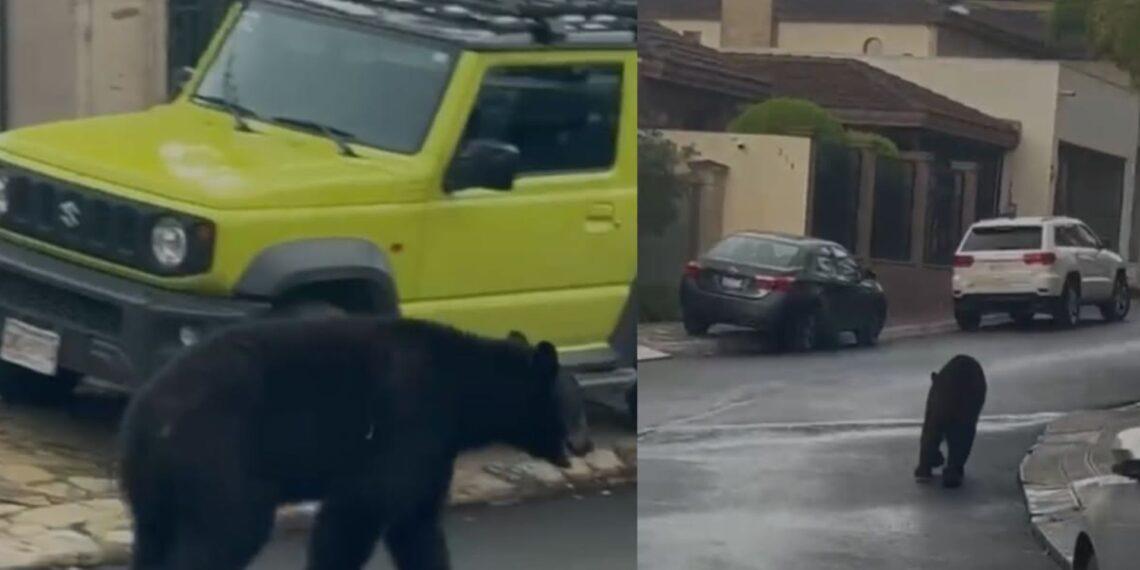 avistamiento-de-un-oso-en-san-pedro - El INFORMANTE Avistamiento de un oso en San Pedro
