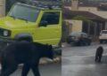 avistamiento-de-un-oso-en-san-pedro - El INFORMANTE Avistamiento de un oso en San Pedro