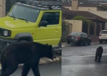 Avistamiento de un oso en San Pedro